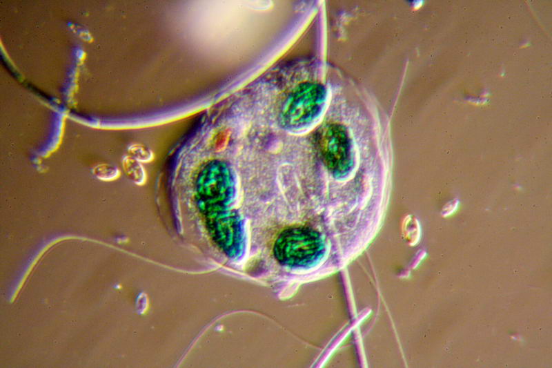 nuovo planacromatico: prime immagini