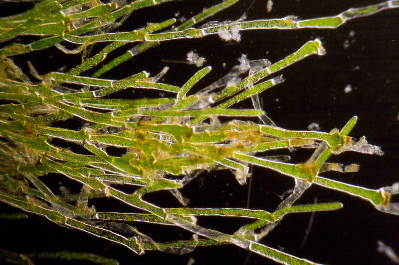 cladophora