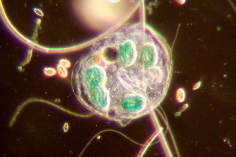 nuovo planacromatico: prime immagini