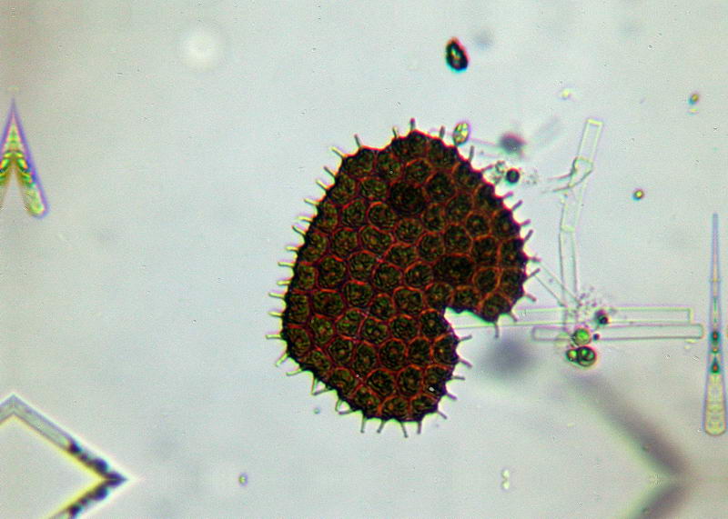 sempre Pediastrum boryanum