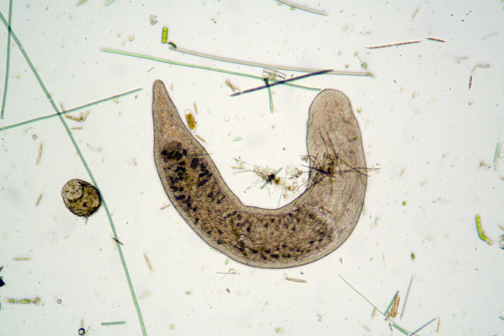 ancora turbellari: Stenostomum