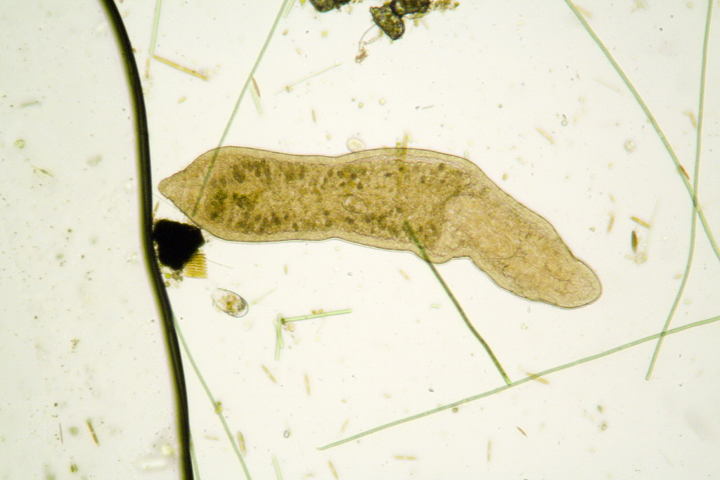 ancora turbellari: Stenostomum