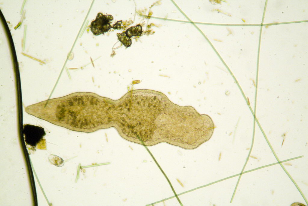 ancora turbellari: Stenostomum