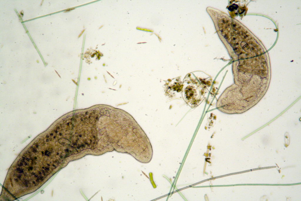 ancora turbellari: Stenostomum