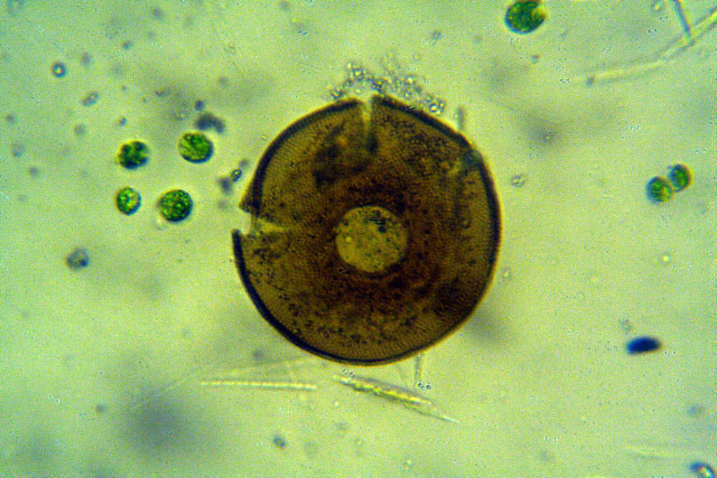 tecamebe