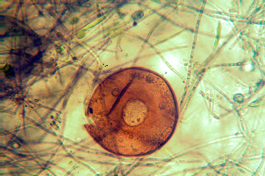 tecamebe