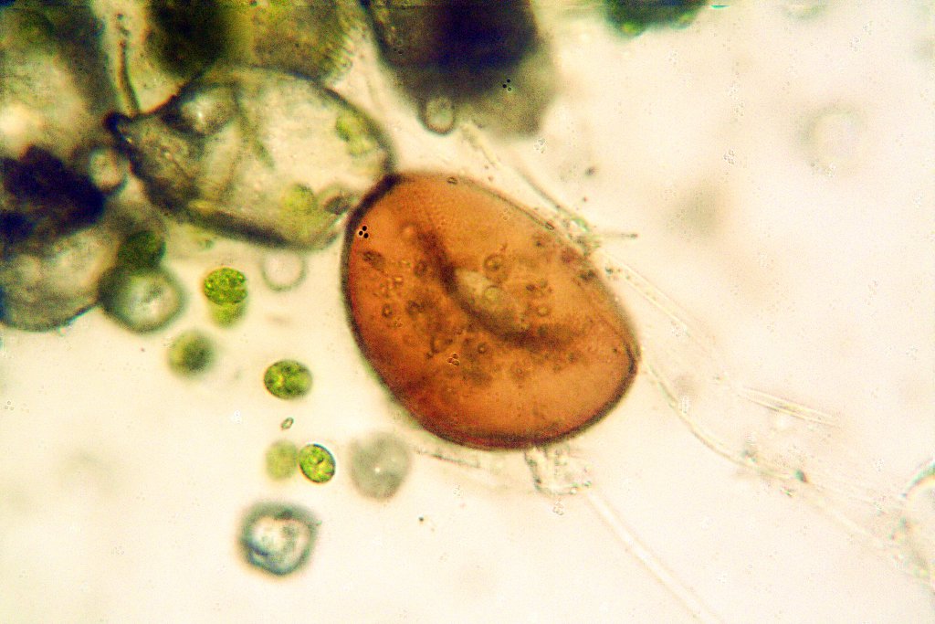 tecamebe