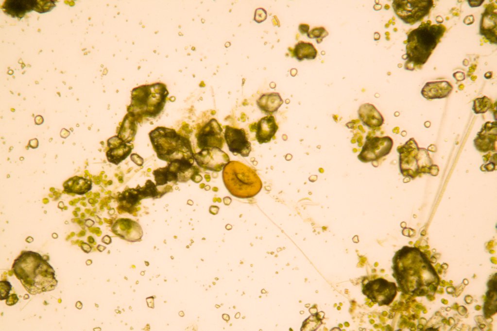 tecamebe