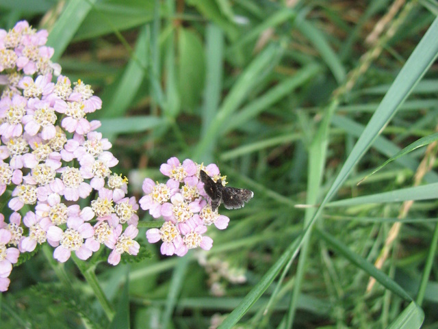 ID farfallina nera con 2 punti: Heliothela wulfeniana