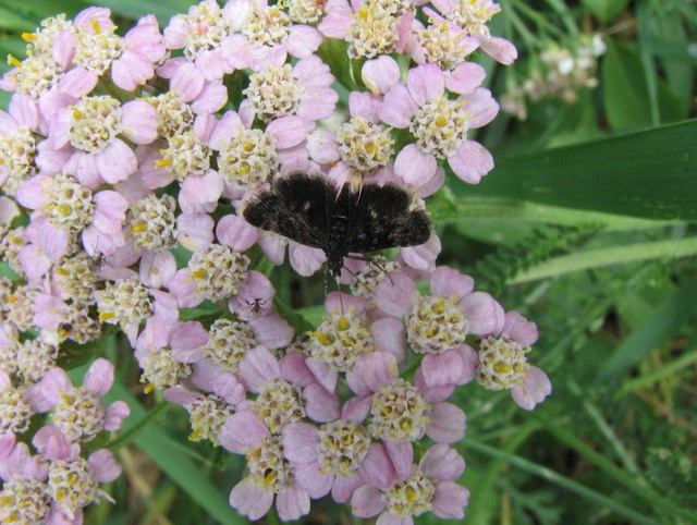 ID farfallina nera con 2 punti: Heliothela wulfeniana