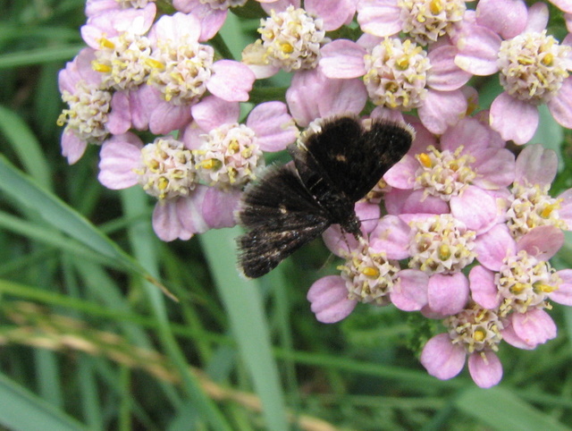 ID farfallina nera con 2 punti: Heliothela wulfeniana