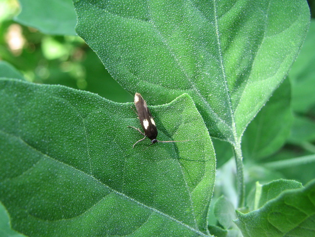 farfallina nera con 2 grosse macchie bianche ??Scythris??