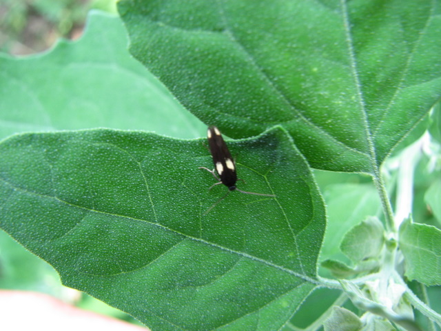 farfallina nera con 2 grosse macchie bianche ??Scythris??