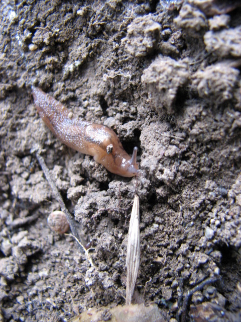 Lehmannia valentiana