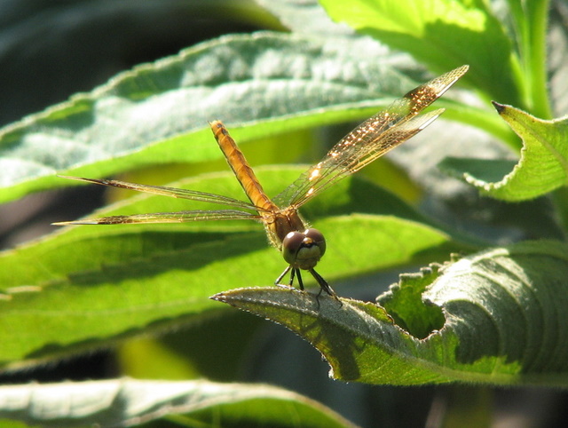 Sympetrum pedemontanum femmina