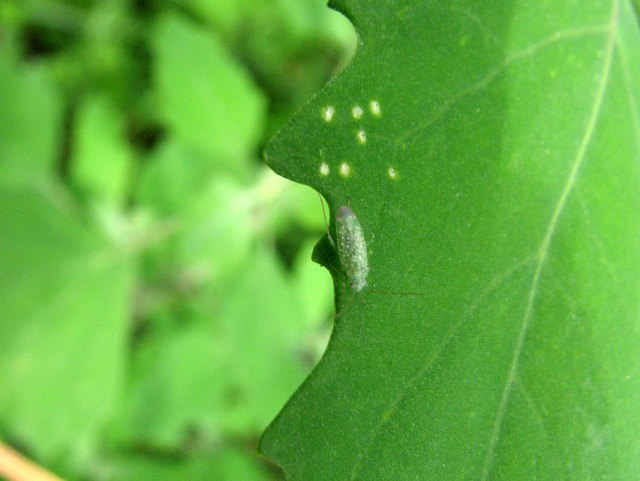 Orthotilus sp.?