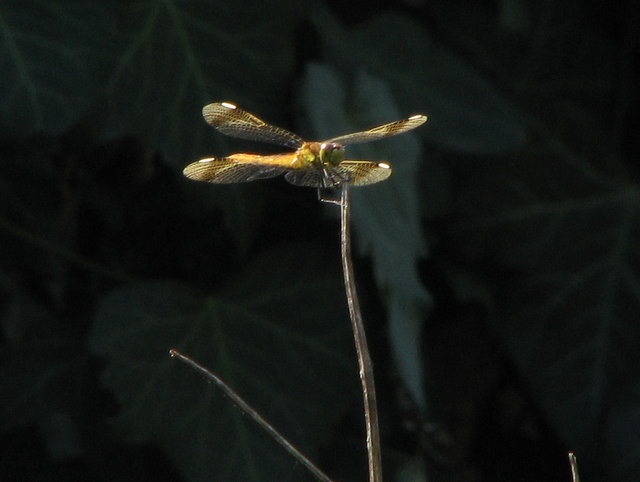 Sympetrum pedemontanum femmina