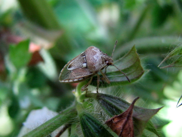 Pentatomidae: Stagonomus bipunctatus di Treviglio (BG)