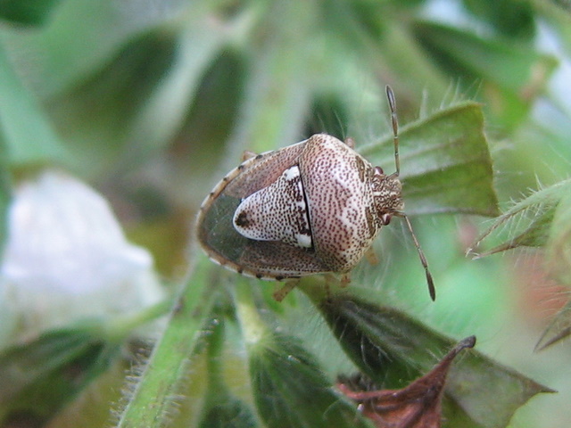 Pentatomidae: Stagonomus bipunctatus di Treviglio (BG)