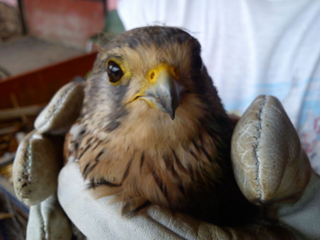 Falco ferito. Che falco ?