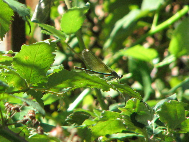 Calopteryx splendens??