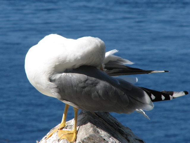 Larus.... ?