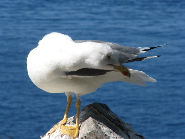 Larus.... ?