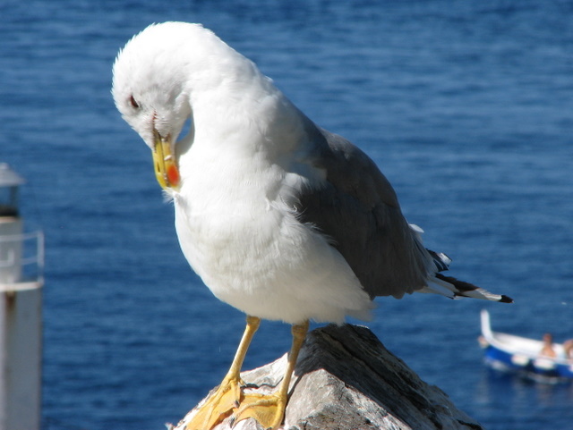 Larus.... ?