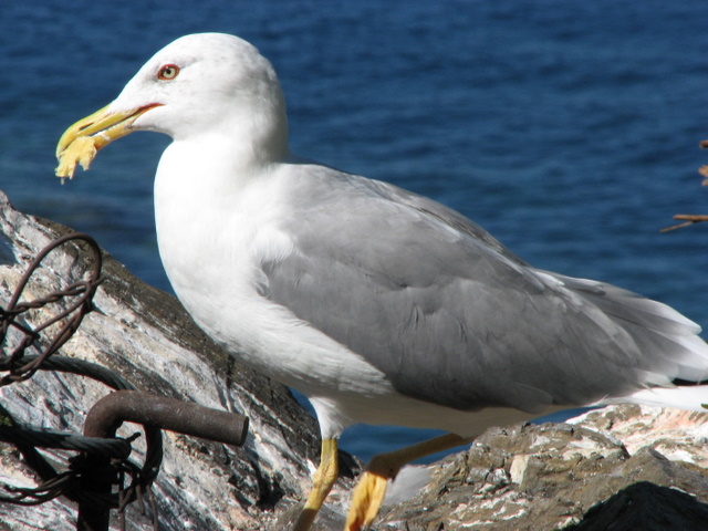 Larus.... ?