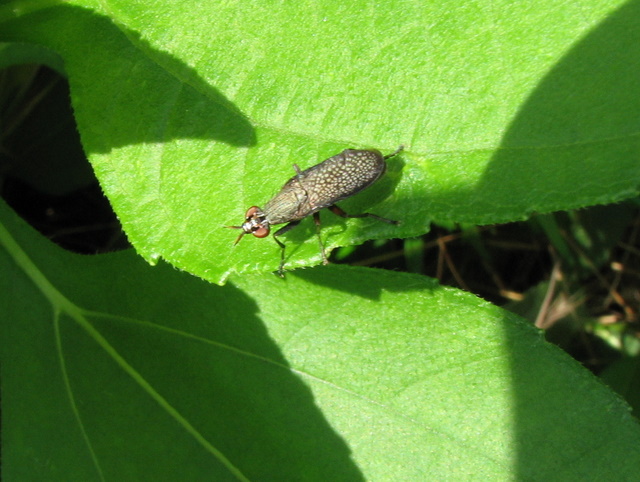 Coremacera marginata (Sciomyziidae).