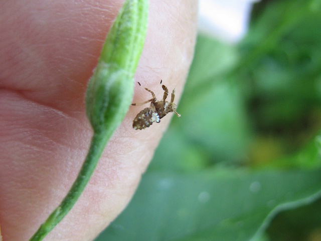 Asiraca clavicornis