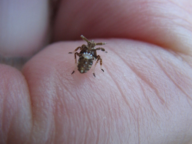 Asiraca clavicornis