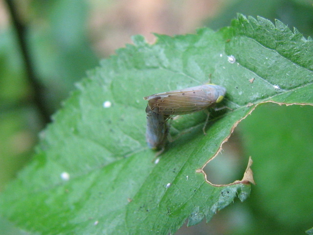 Cicadellidae in accoppiamento. Synophropsis lauri??