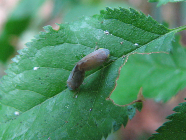 Cicadellidae in accoppiamento. Synophropsis lauri??