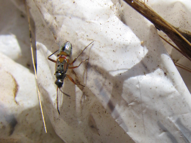 Lygaeidae: ninfa di Beosus quadripunctatus - Lombardia (BG)