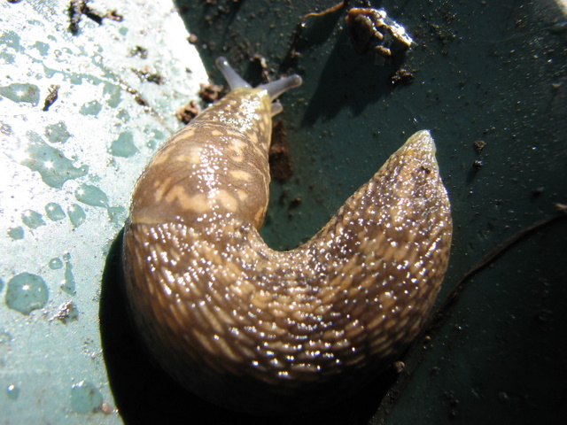 Limacus flavus da .....