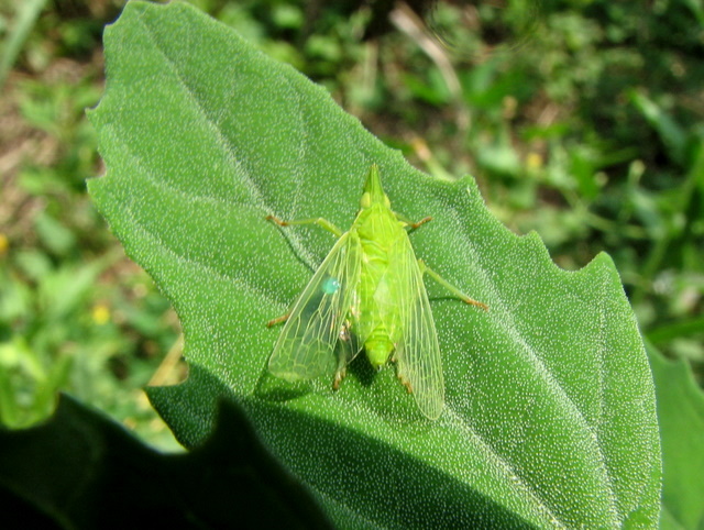 Epiptera con pallina blu su un''ala