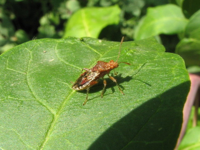 Rhopalidae: Rhopalus subrufus