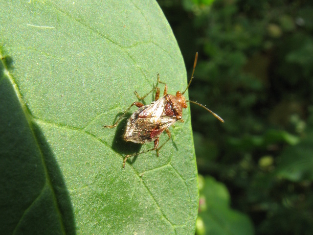 Rhopalidae: Rhopalus subrufus
