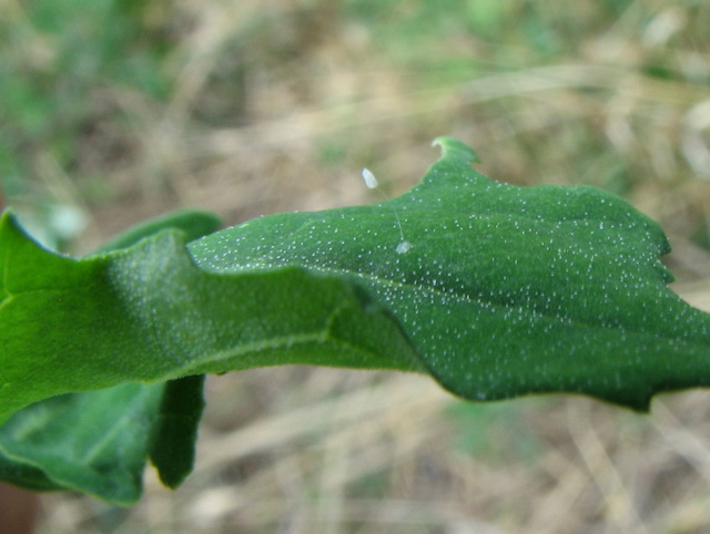 uovo di Chrysopidae