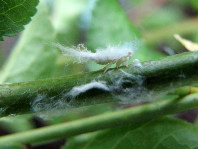 larva bianca spettinata
