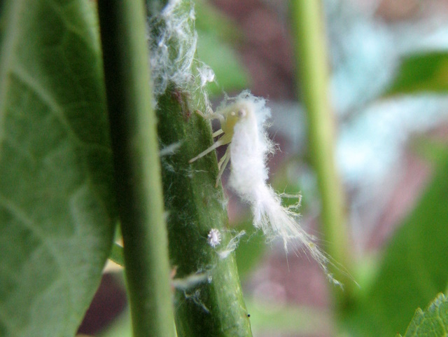 larva bianca spettinata