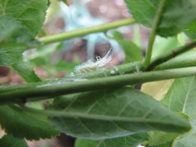 larva bianca spettinata