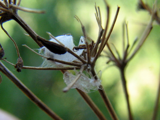 bozzolo aperto di Chrysopidae