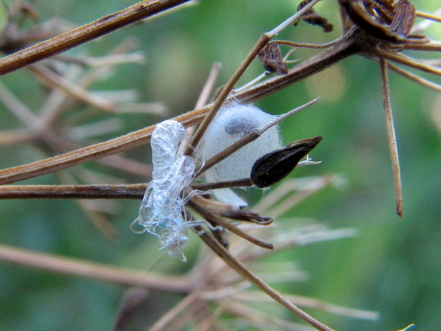 bozzolo aperto di Chrysopidae