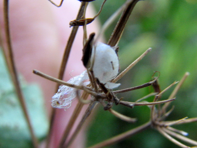 bozzolo aperto di Chrysopidae