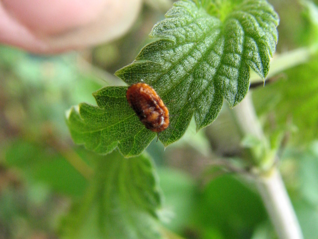 Forse Palaeococcus fuscipennis -Homoptera-Margarodidae