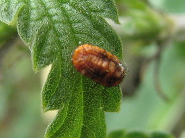 Forse Palaeococcus fuscipennis -Homoptera-Margarodidae