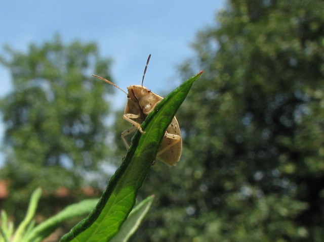 Pentatomidae: Aelia acuminata - Lombardia (BG) Sardegna (SS