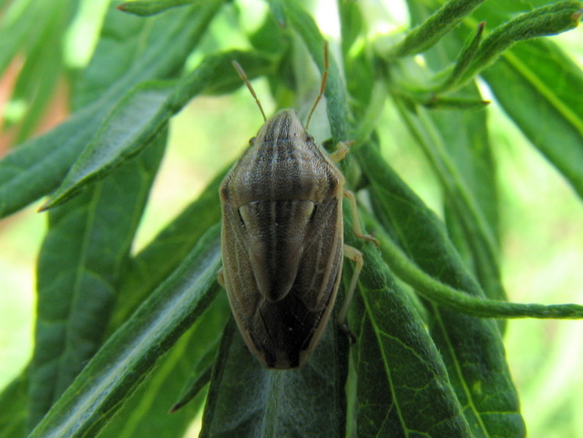 Pentatomidae: Aelia acuminata - Lombardia (BG) Sardegna (SS